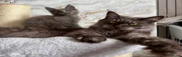 Maine Coon cats for sale: Stunning Maine Coon Kittens TICA Registered - Advert 25