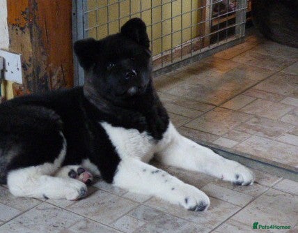 Akita dogs Quality Akita Baby Girl (KC Registered) - Advert 3