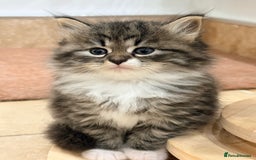 Siberian cats for sale: Pure Siberian kitten  - Image 5