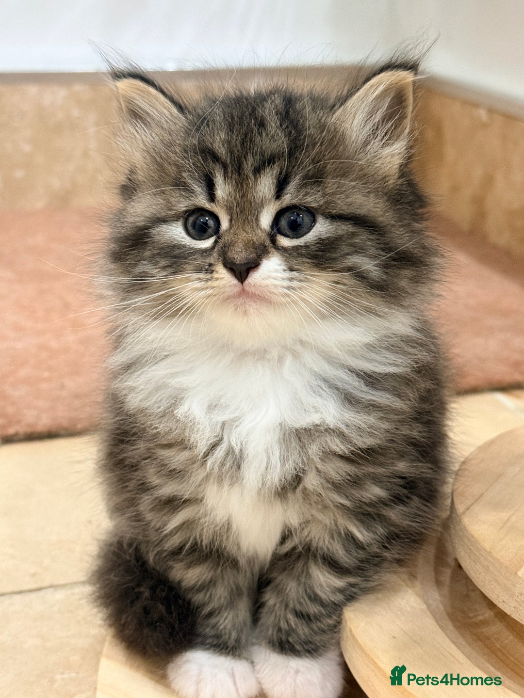 Siberian cats for sale: Pure Siberian kitten  - Image 5