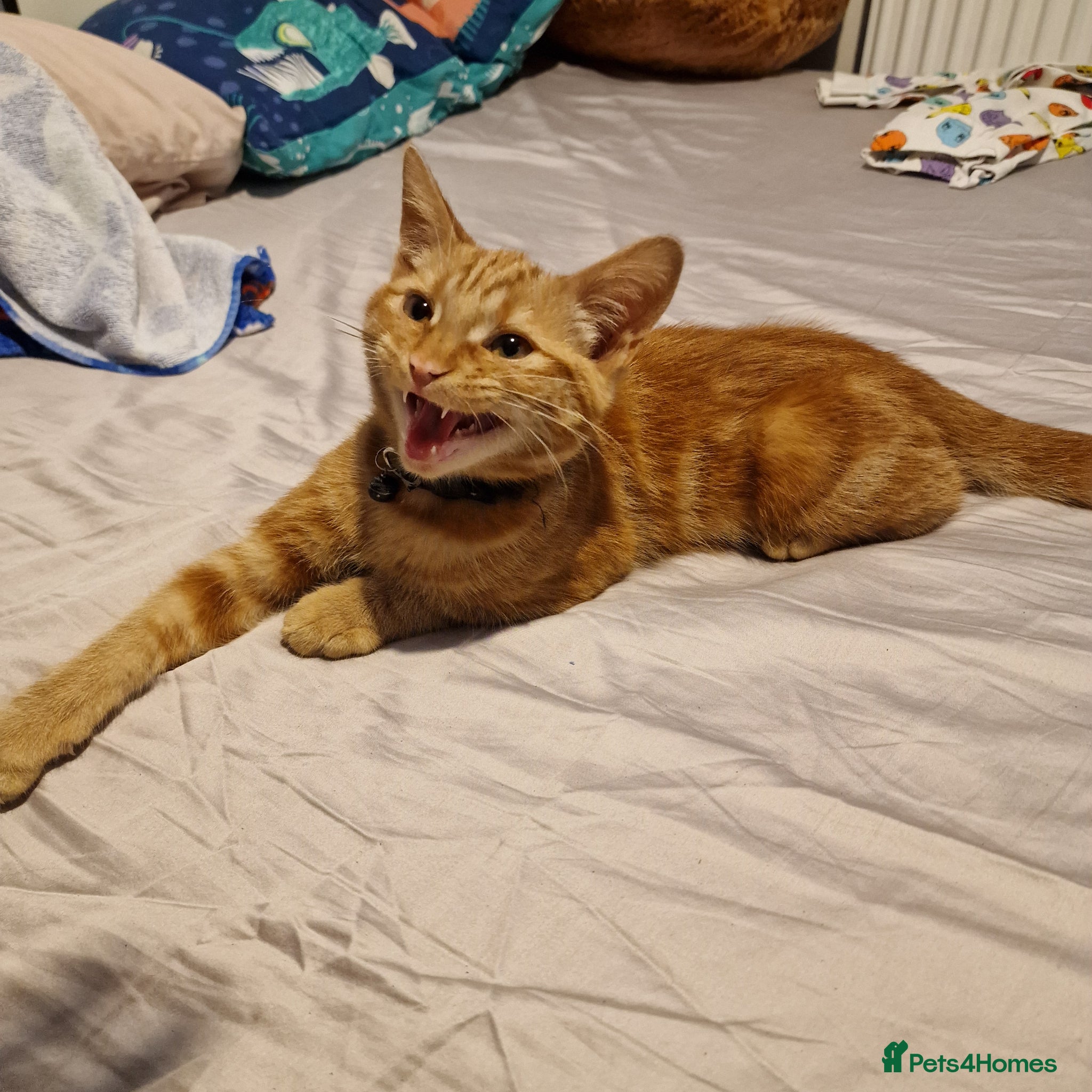 Mixed Breed cats Ginger Kitten Looking for a Loving Forever Home - Advert 3
