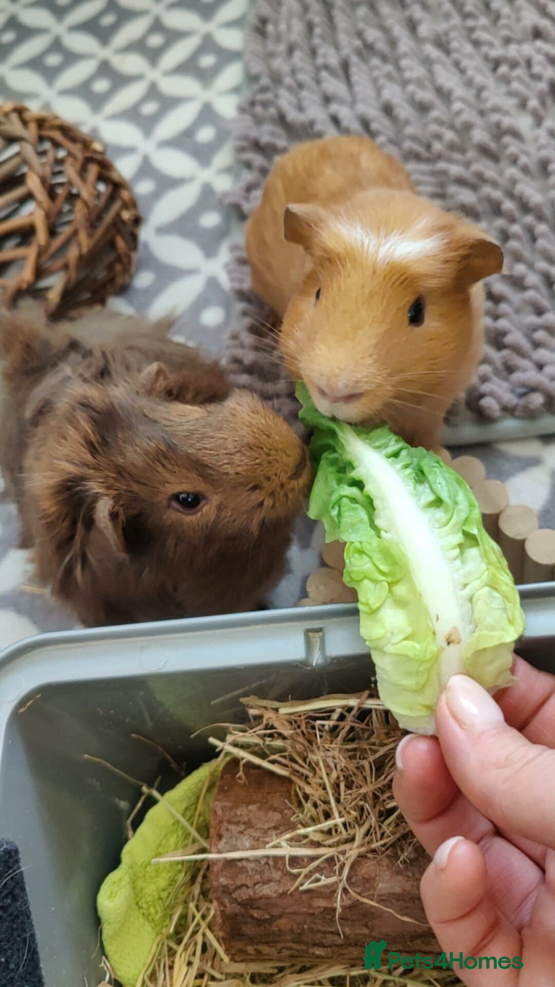 Guinea Pig rodents 2 Guinea Pigs With Large Cage & Accessories - Advert 13