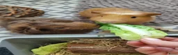 Guinea Pig rodents for sale: 2 Guinea Pigs With Large Cage & Accessories in Wednesbury - Advert 1