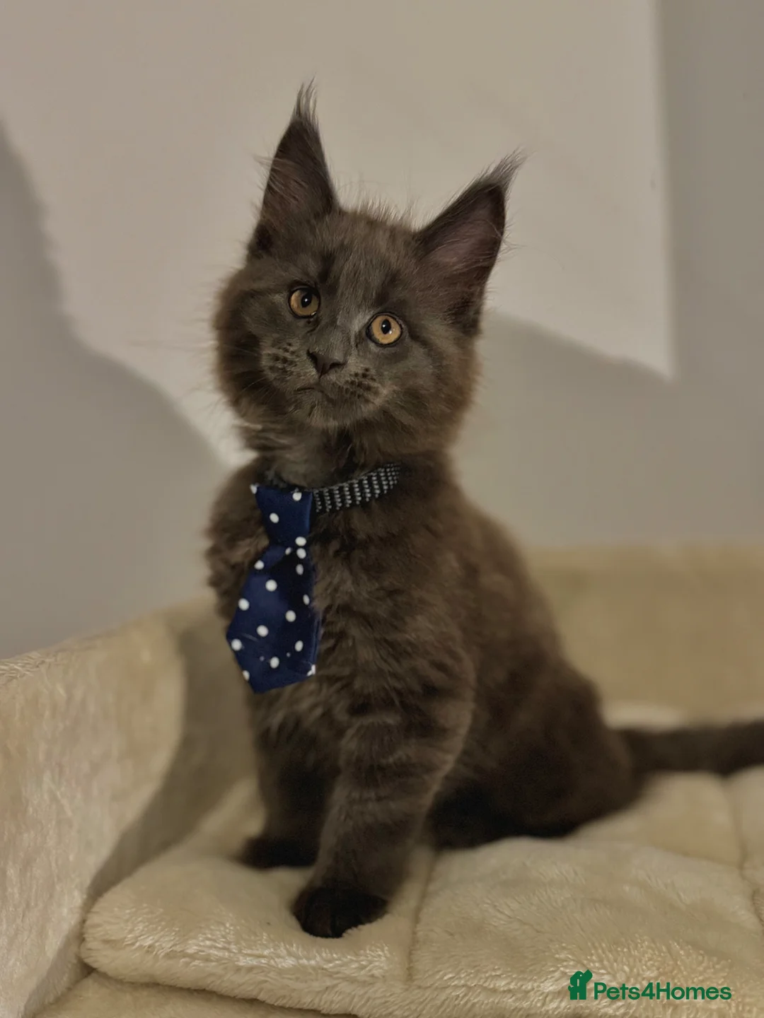 Maine Coon cats for sale: 3 Beautiful Mainecoon kittens in Gosport - Advert 1