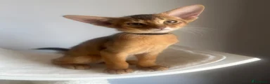 Abyssinian Kitten 1