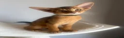 Abyssinian cats for sale: Adorable Abyssinian kittens - Advert 6