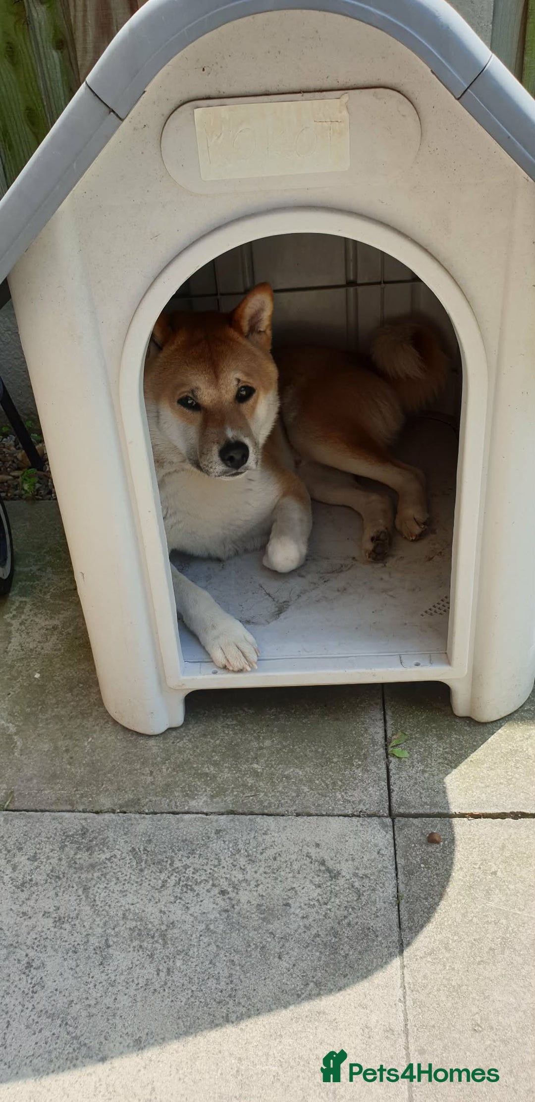 Japanese Shiba Inu dogs for sale:  **  Purebred Japanese Shiba Inu 🐕 - Advert 4