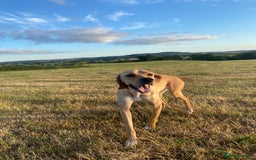 Pointer dogs for sale: Beautiful Pointer Puppies  - Image 8