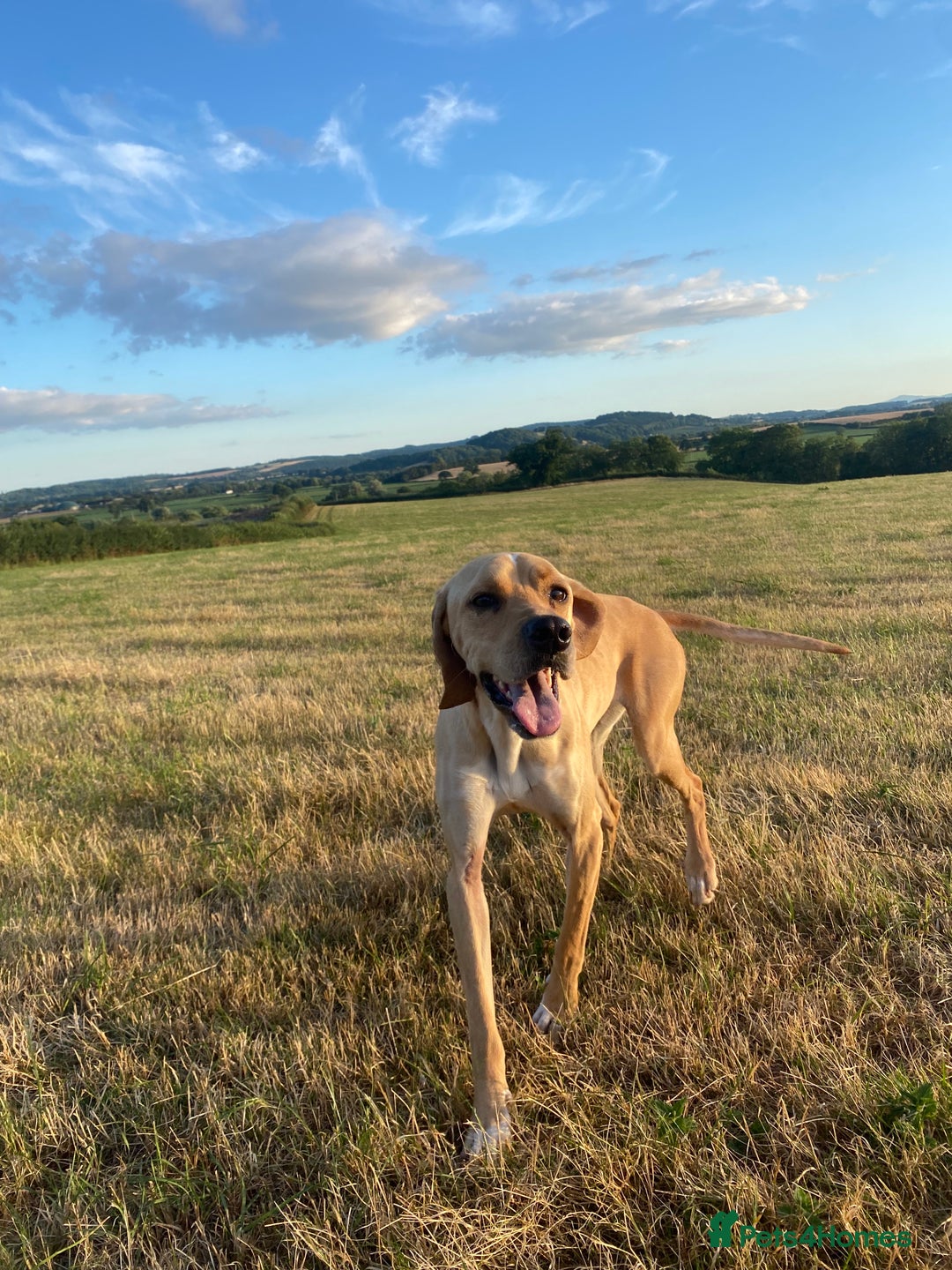 Pointer dogs for sale: Beautiful Pointer Puppies  - Image 8