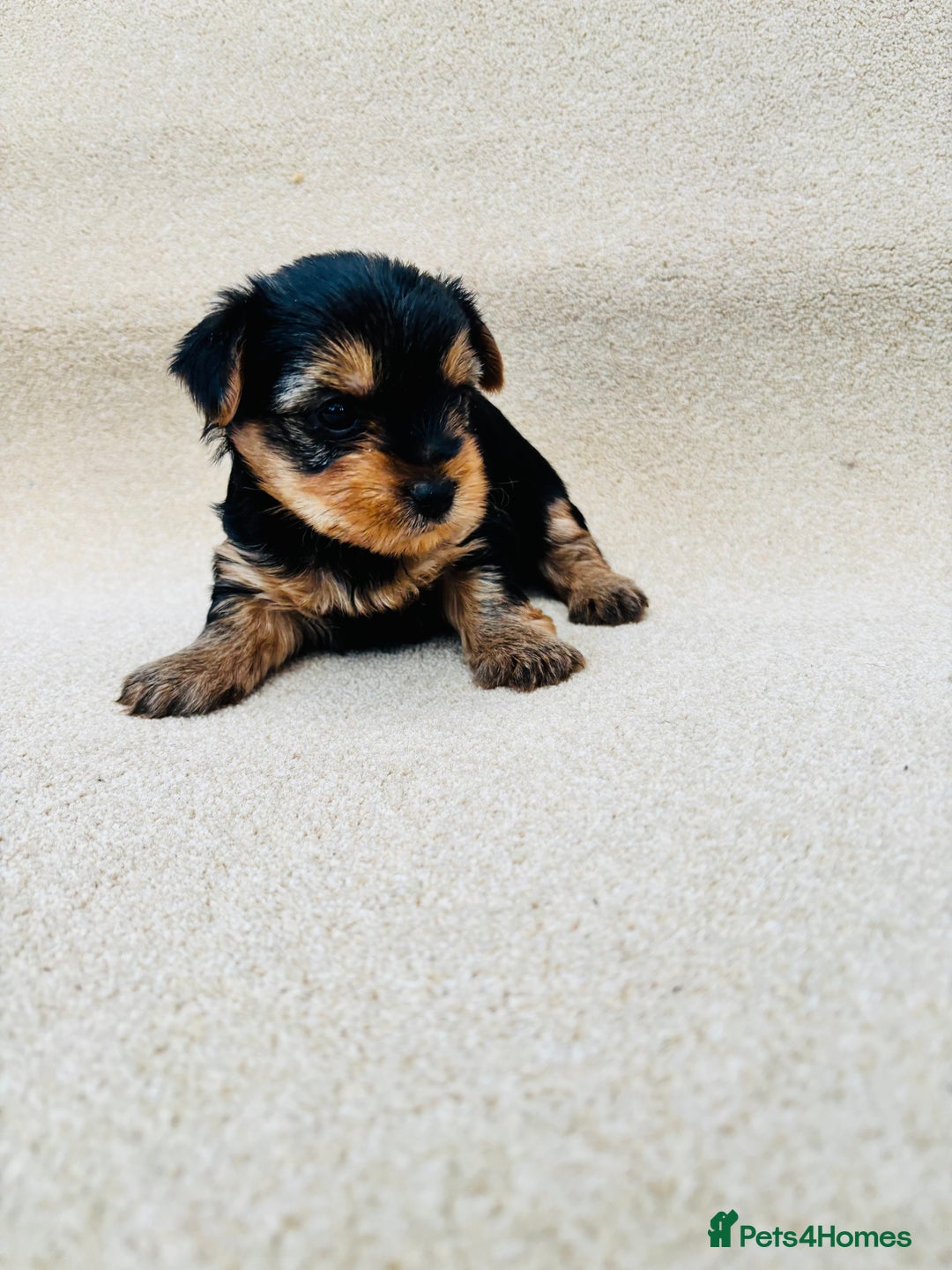 Yorkshire Terrier dogs for sale: Beautiful litter of Yorkshire terrier puppies - Advert 12