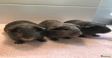 Guinea Pig rodents - Advert 14