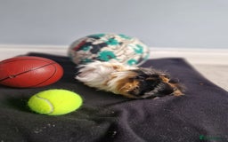 Guinea Pig rodents for sale: Two males guinea pigs & accessories - Image 4