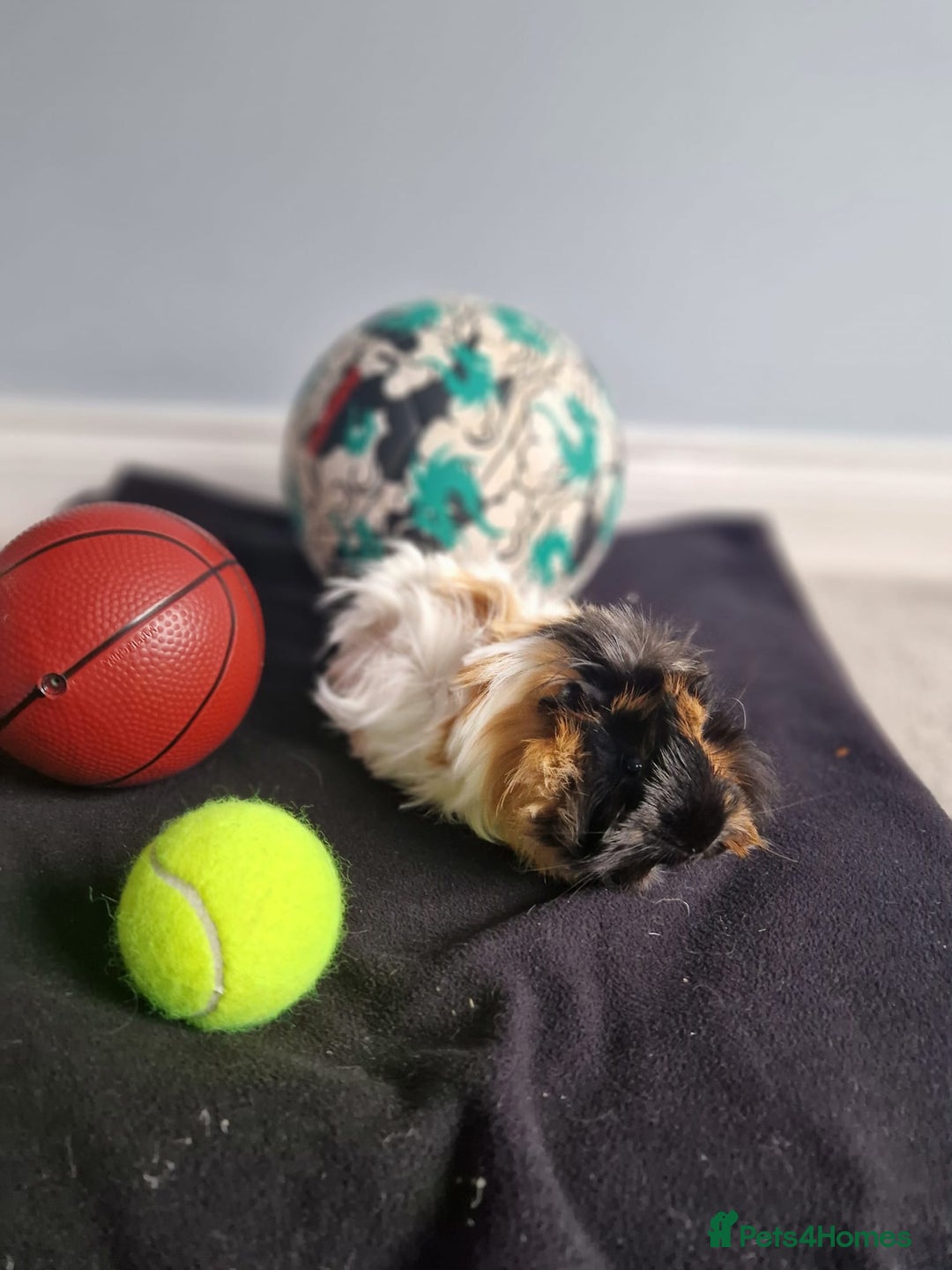 Guinea Pig rodents for sale: Two males guinea pigs & accessories - Image 4