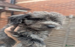 Cockapoo dogs for sale: Cockapoo Puppies (TOY) - Image 33