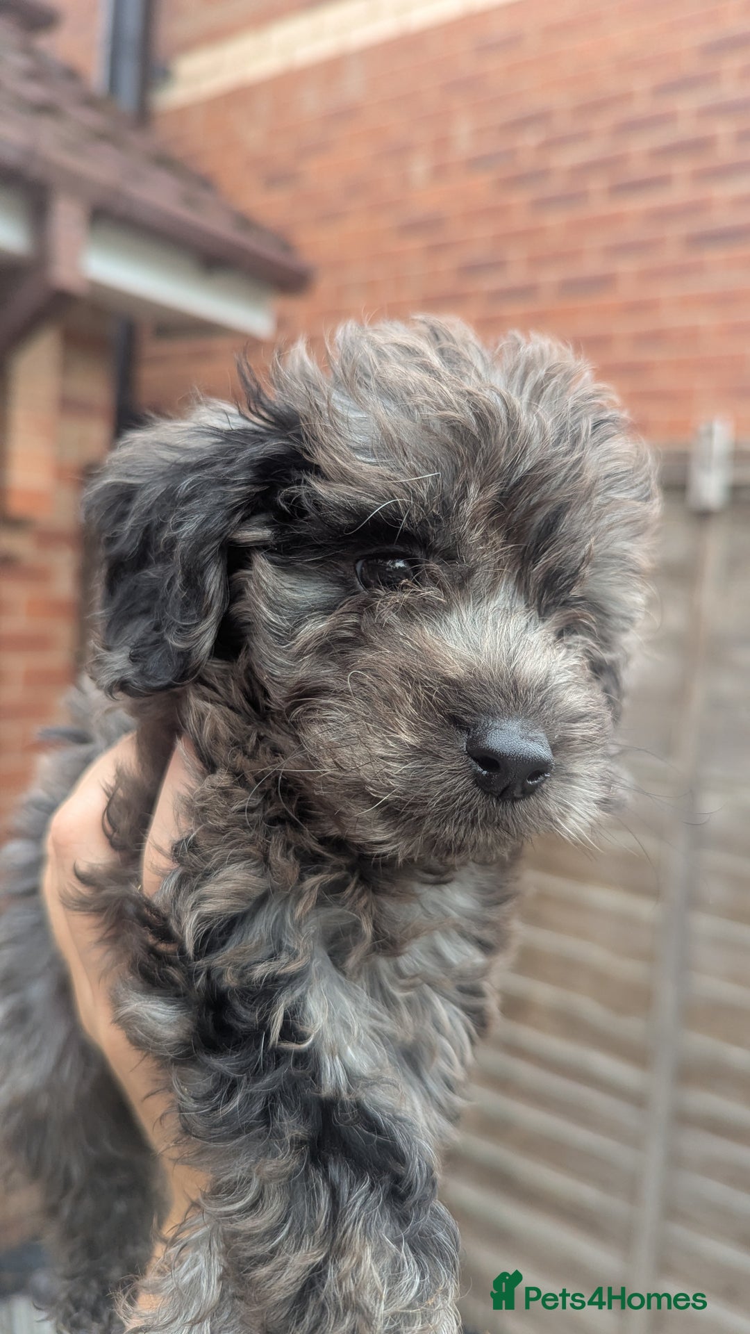 Cockapoo dogs for sale: Cockapoo Puppies (TOY) - Image 33