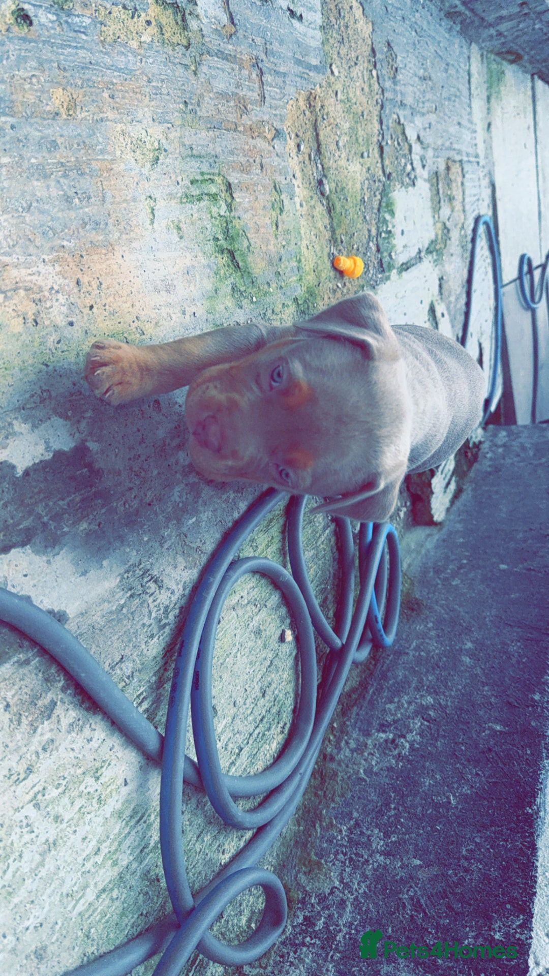 American Bulldog dogs for sale: American bulldog  - Image 5