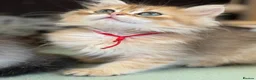 British Shorthair cats for sale: British shorthair/longhair golden kittens  - Advert 26