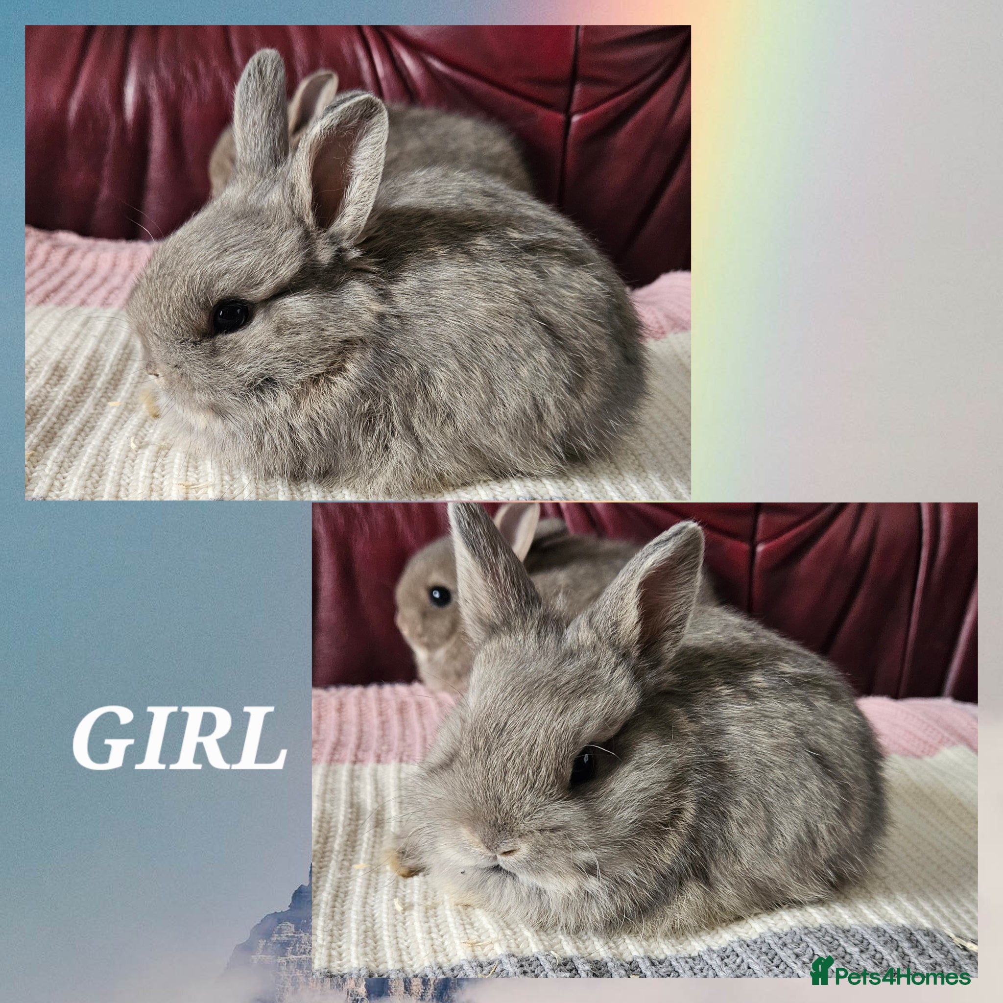 Netherland Dwarf rabbits  6 week old Netherland Dwarf  - Advert 4