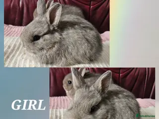 Netherland Dwarf rabbits 6 week old Netherland Dwarf - Advert 4