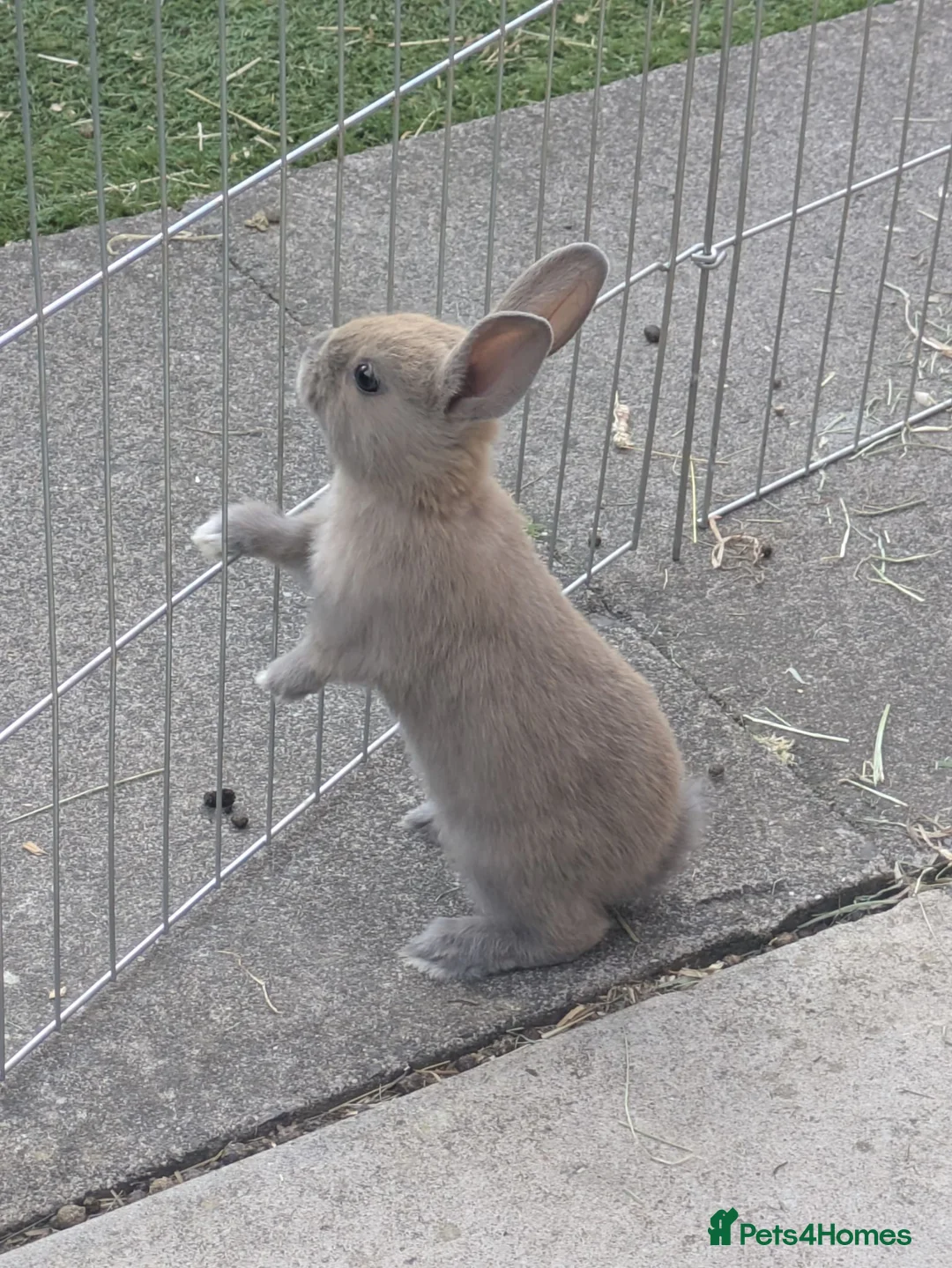 Mixed Breed rabbits for sale: Baby Rabbits  - Advert 2