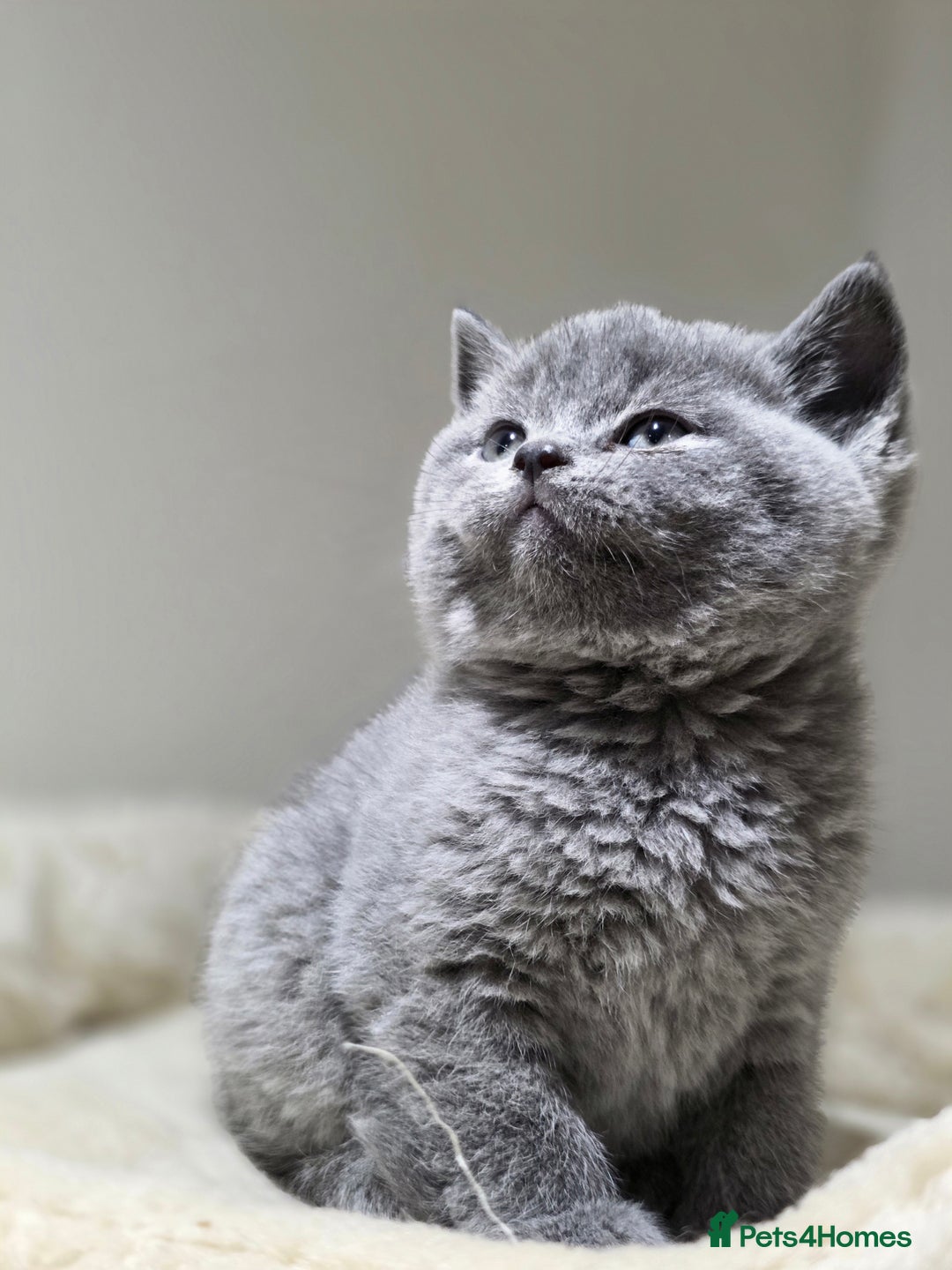 Scottish Fold cats for sale: 3 beautiful female scottish fold & straights 😍🎀 - Advert 16