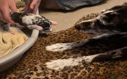 Lurcher dogs for sale: Lurcher puppies  - Image 12