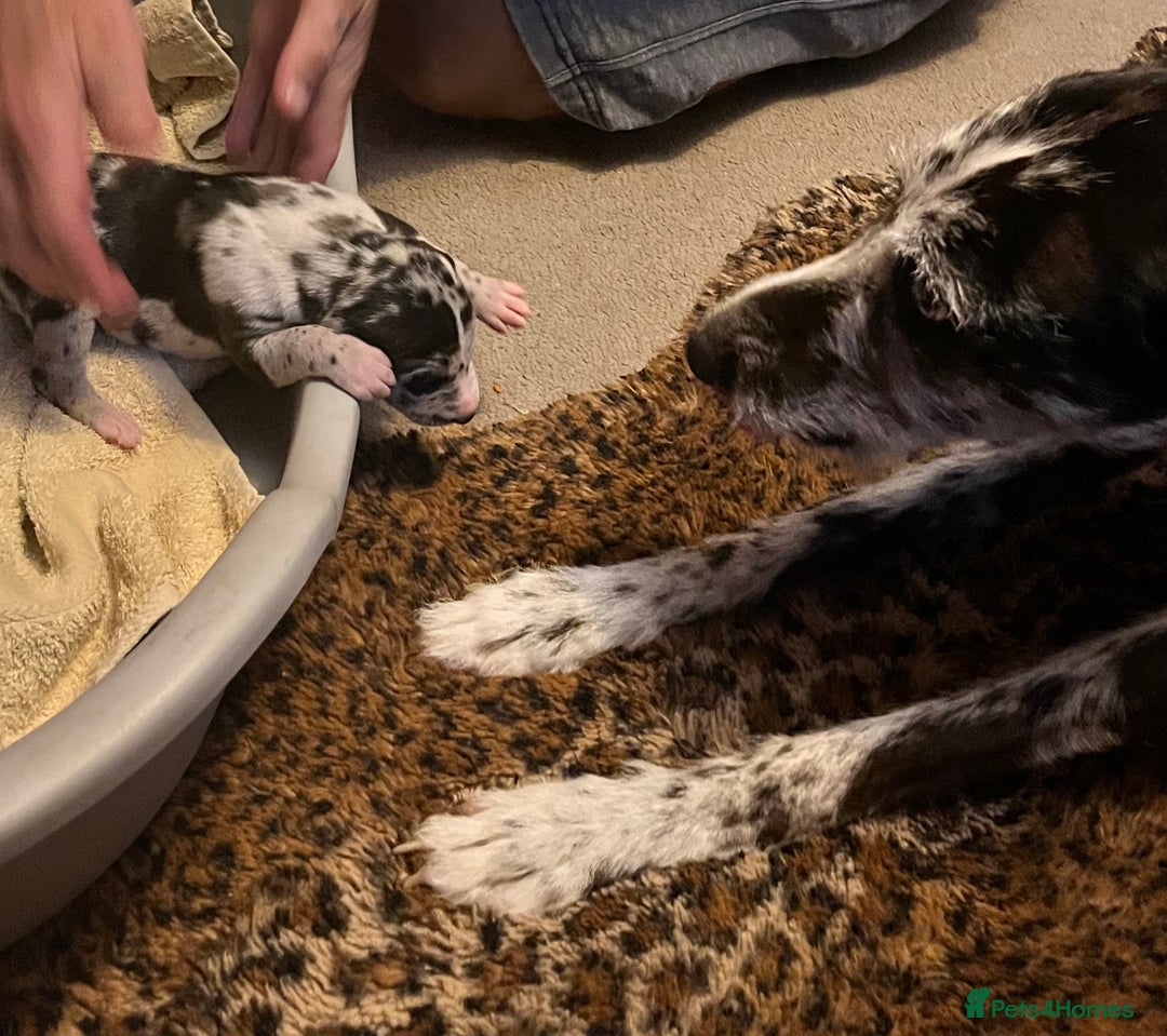 Lurcher dogs for sale: Lurcher puppies  - Image 12