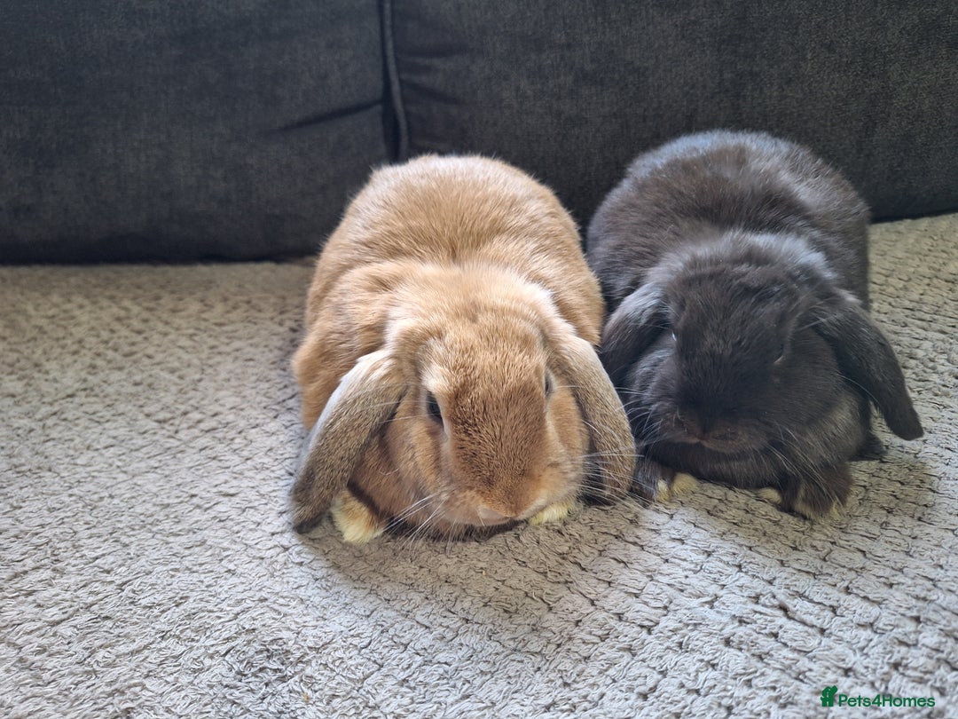 Mini Lop rabbits for sale: mini lop rabbits for sale  .. - Image 6