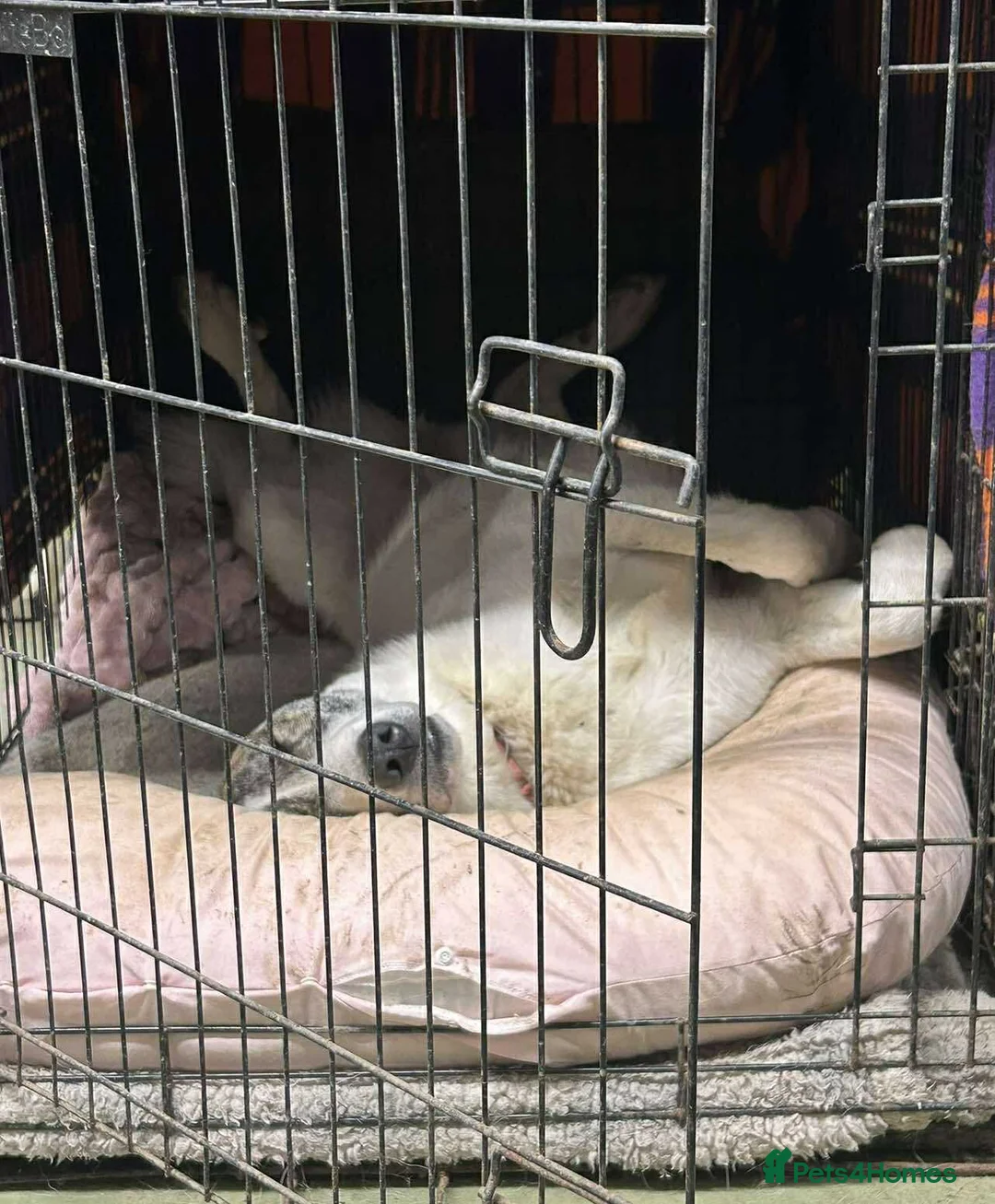 Mixed Breed dogs for adoption: FLO   - Advert 8