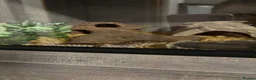 Leopard Gecko reptiles for sale: Leopard Gecko Black Knight Grade B with Full Setup - Advert 3