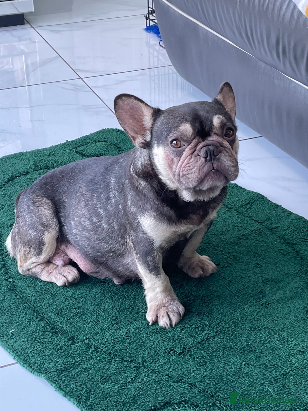 French Bulldog dogs for sale: Beautiful Merle French bulldogs  - Advert 17