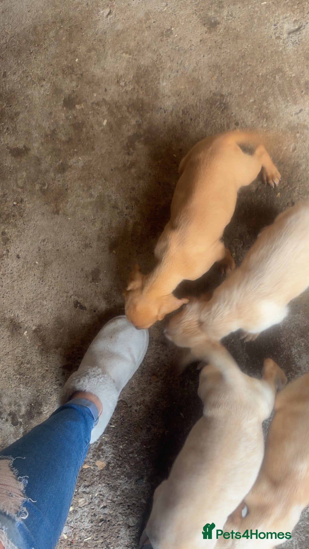 Mixed Breed dogs for sale: Beautiful Sprizla Puppies  - Image 21
