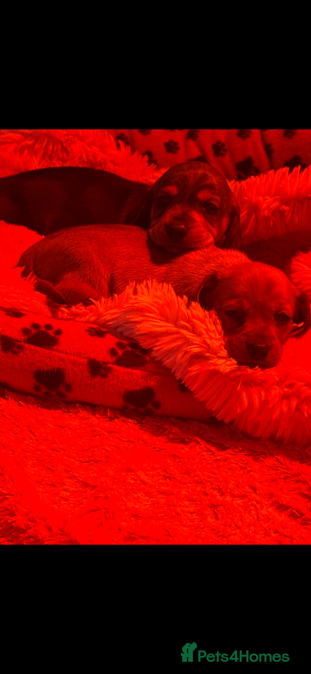 Dachshund dogs for sale: Dachshund/ long haired  - Image 7