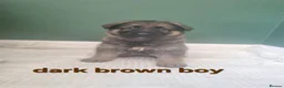 German Shepherd dogs for sale: beautiful German shepherd puppies in Halifax - Advert 19