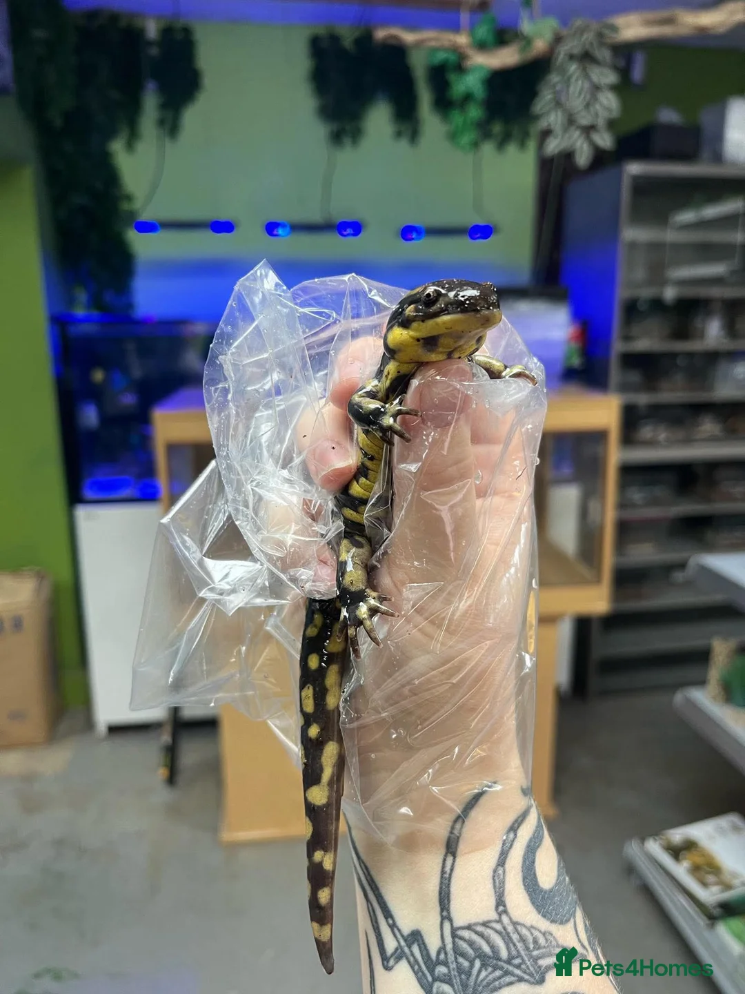 Newt reptiles for sale: Tiger Salamander for sale  - Advert 4