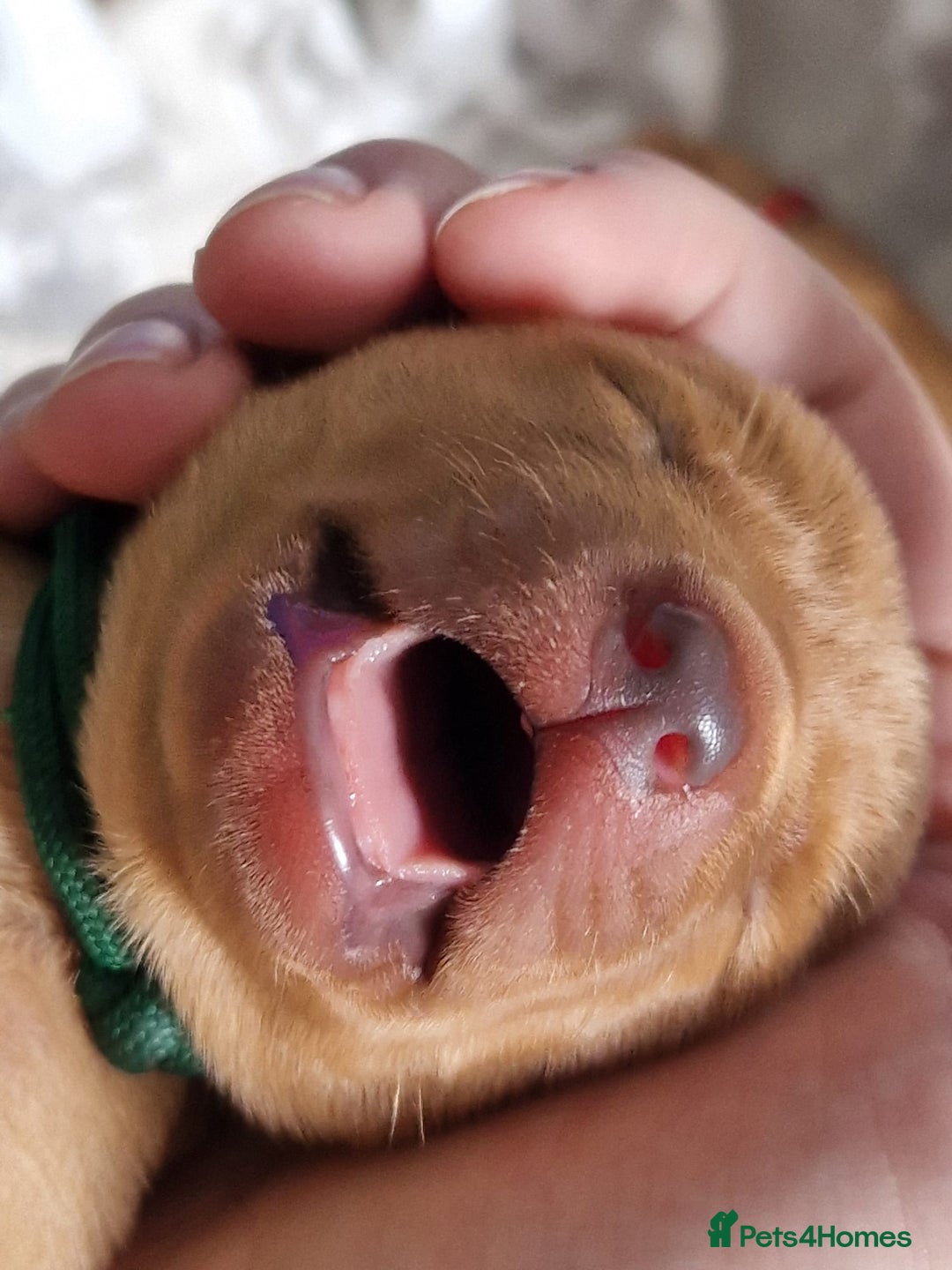 Labrador Retriever dogs for sale: KC Reg Fox-red Lab puppies, working type - Image 12