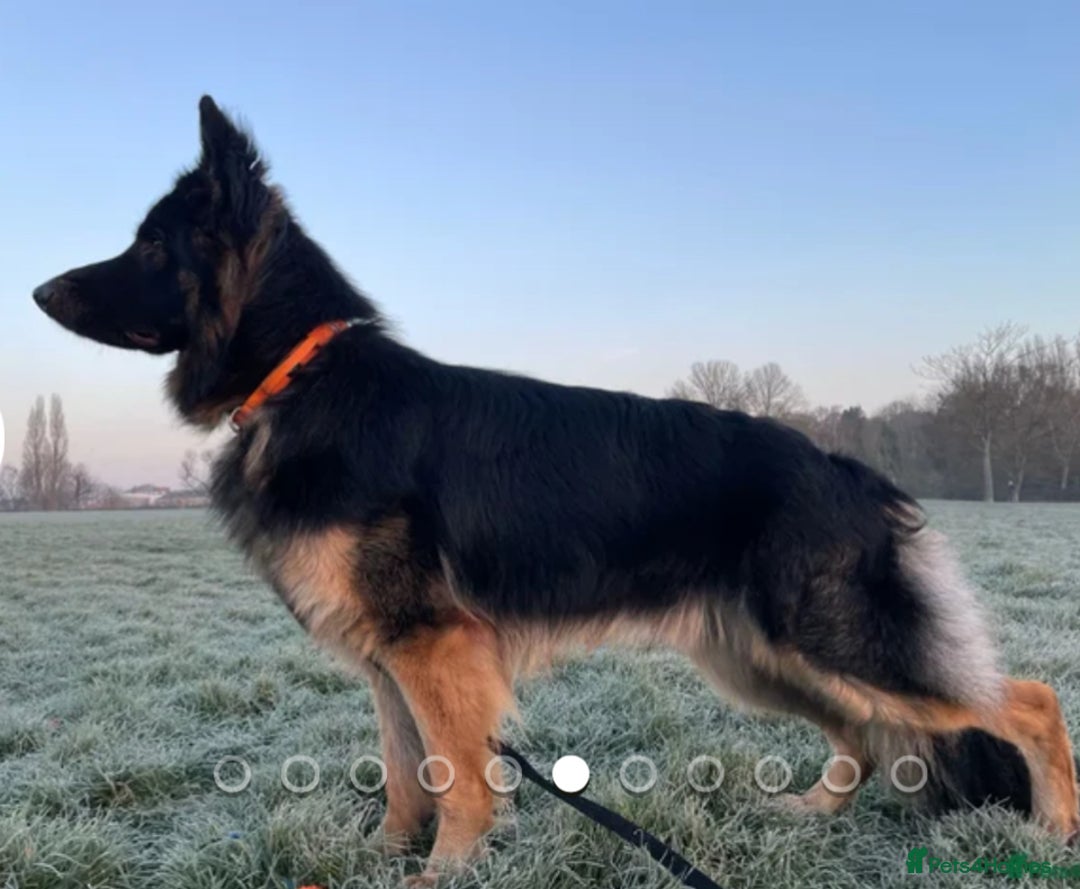 German Shepherd dogs for sale: KC GSD long coat.  Fantastic bloodlines.  - Advert 29