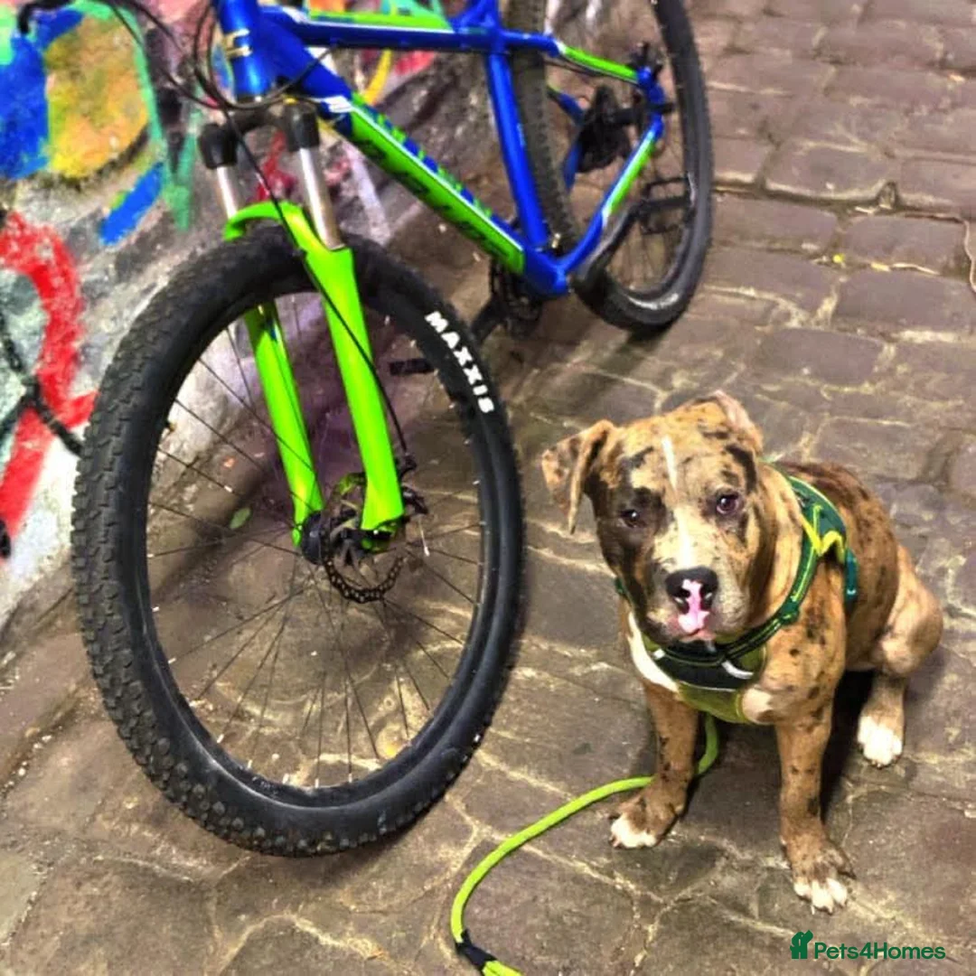 Alapaha Blue Blood Bulldog dogs for sale: 2 year old alaphala blue blood hound  in Salford - Advert 2