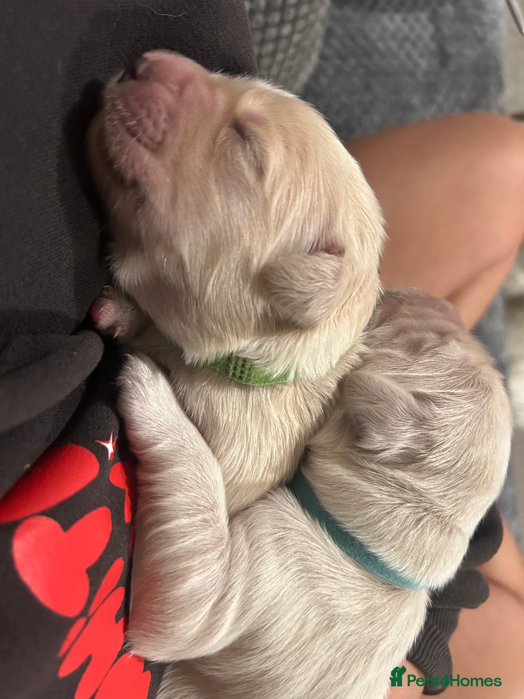 Golden Retriever dogs for sale: Golden retriever puppies  - Image 35