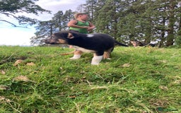 Mixed Breed dogs for sale: Huntaway Cross Puppies - Image 7