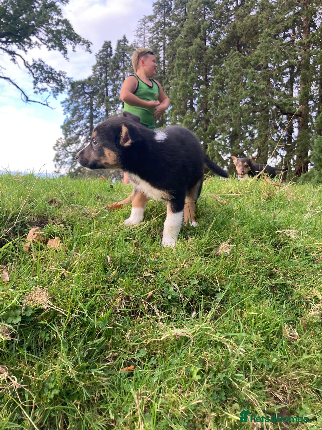 Mixed Breed dogs for sale: Huntaway Cross Puppies - Image 7