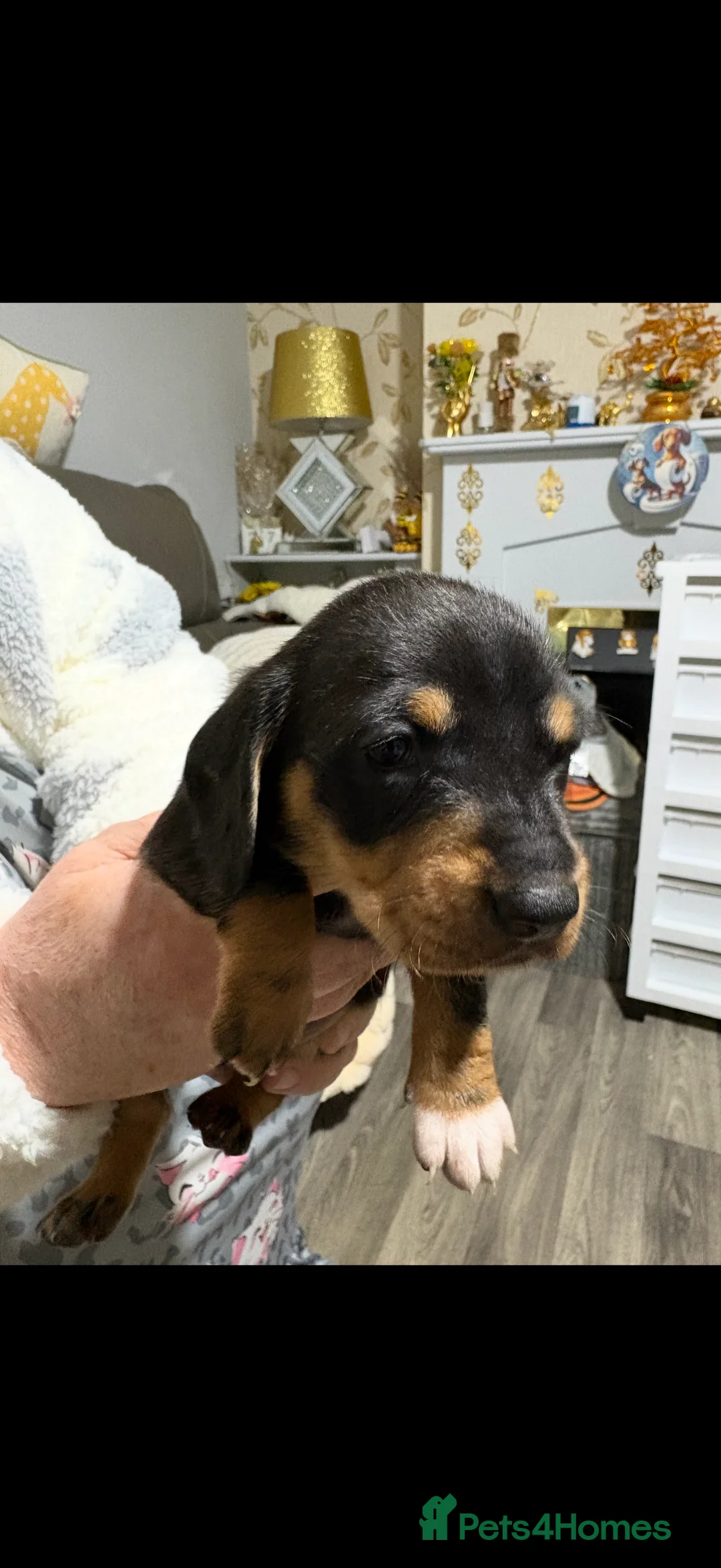 Miniature Dachshund dogs for sale: Beautiful miniature dash hounds pure black tans  - Advert 5