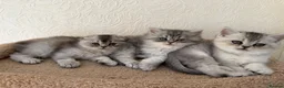 Scottish Fold cats for sale: Adorable Scottish Fold Kittens  - Advert 27