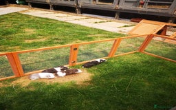 Guinea Pig rodents for sale: Male guniea pigs  - Image 5