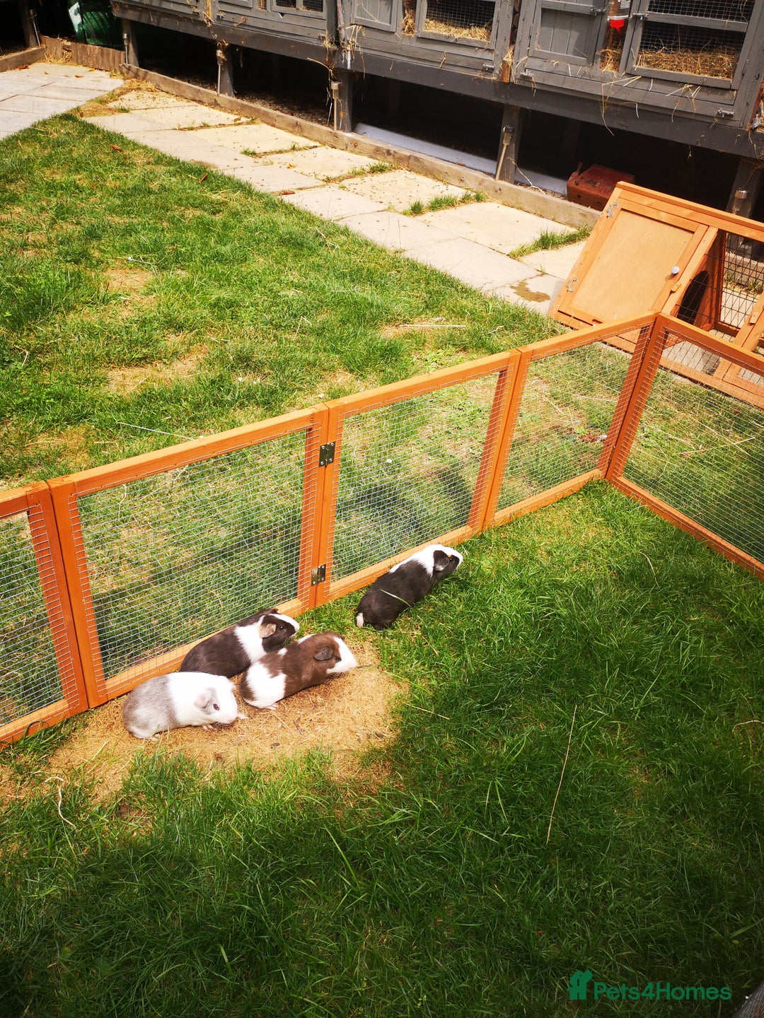 Guinea Pig rodents for sale: Male guniea pigs  - Image 5