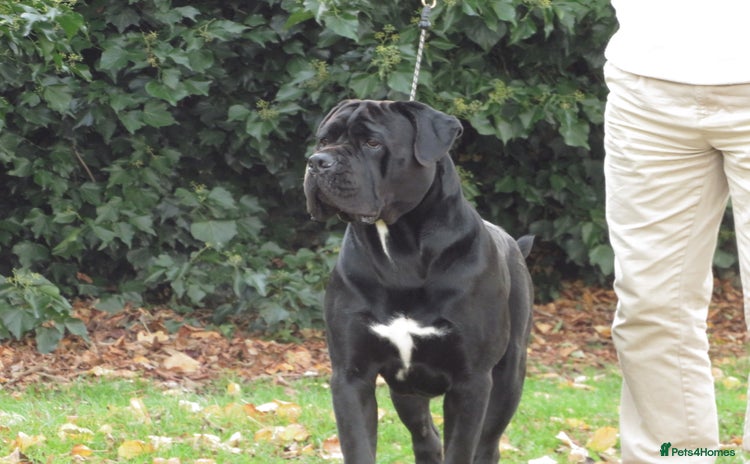Cane Corso dogs in Cleethorpes - Advert 3