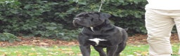 Cane Corso dogs for stud: Thor health tested proven Cane Corso for stud !!! in Cleethorpes - Advert 1