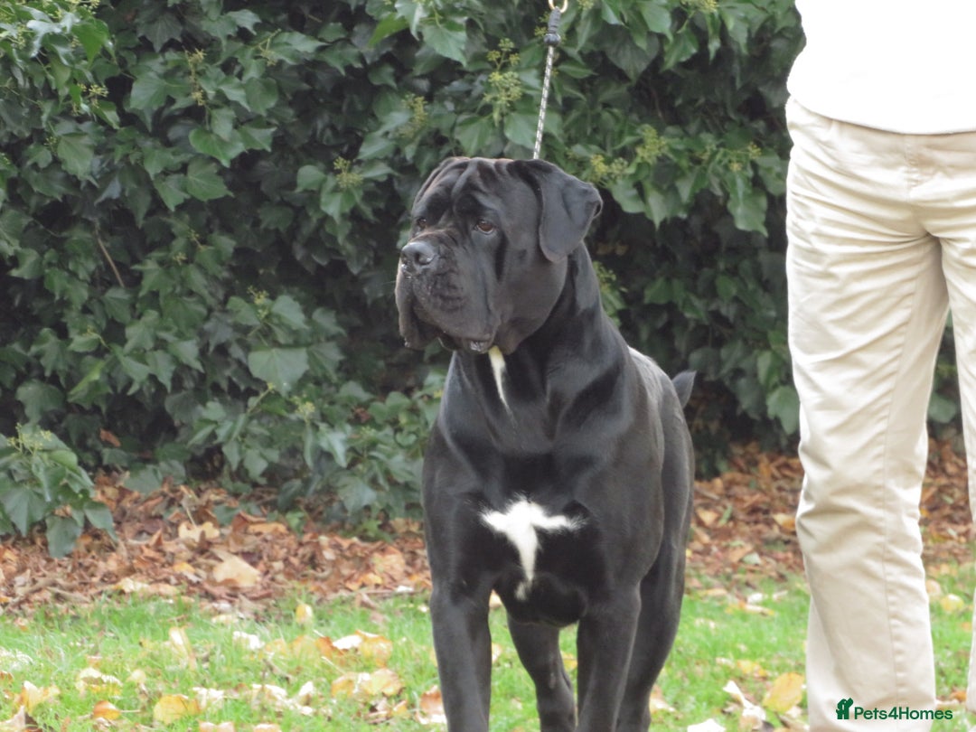 Cane Corso dogs for stud: Thor health tested proven Cane Corso for stud !!! in Cleethorpes - Advert 1