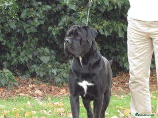 Cane Corso dogs Thor health tested proven Cane Corso for stud !!! in Cleethorpes - Advert 2