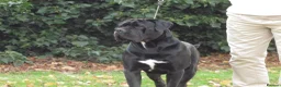 Cane Corso dogs for stud: Thor health tested proven Cane Corso for stud !!! in Cleethorpes - Advert 1